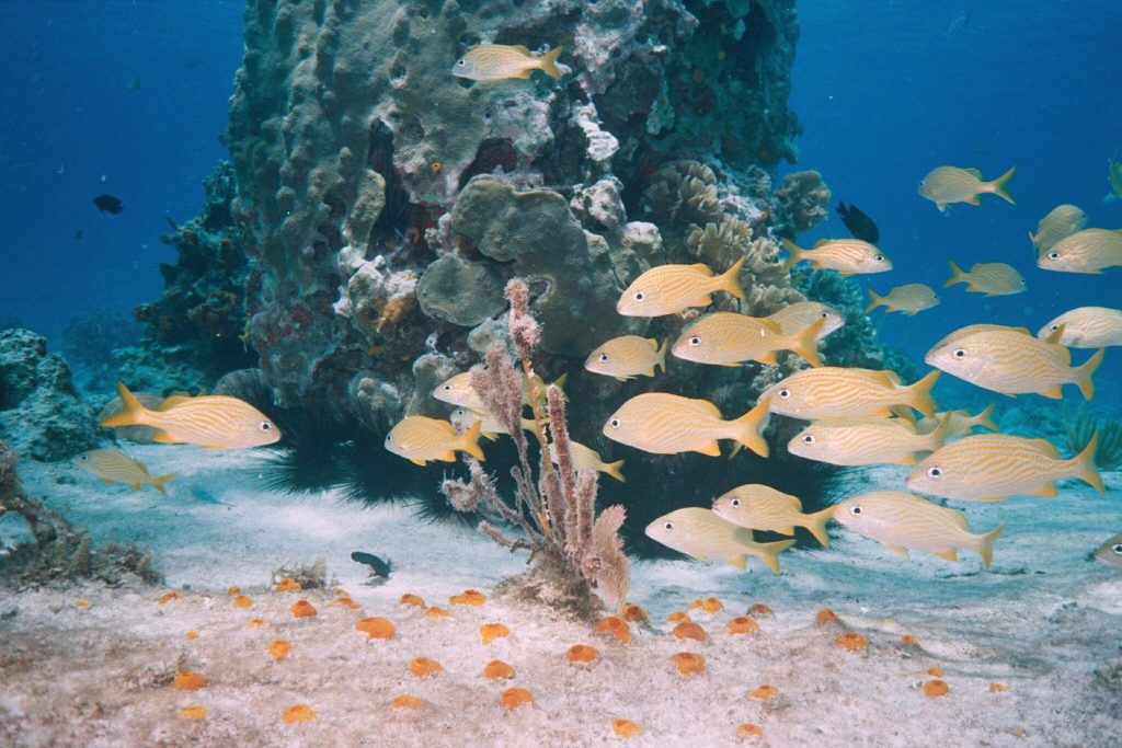 Barrière de corail Australie Unesco