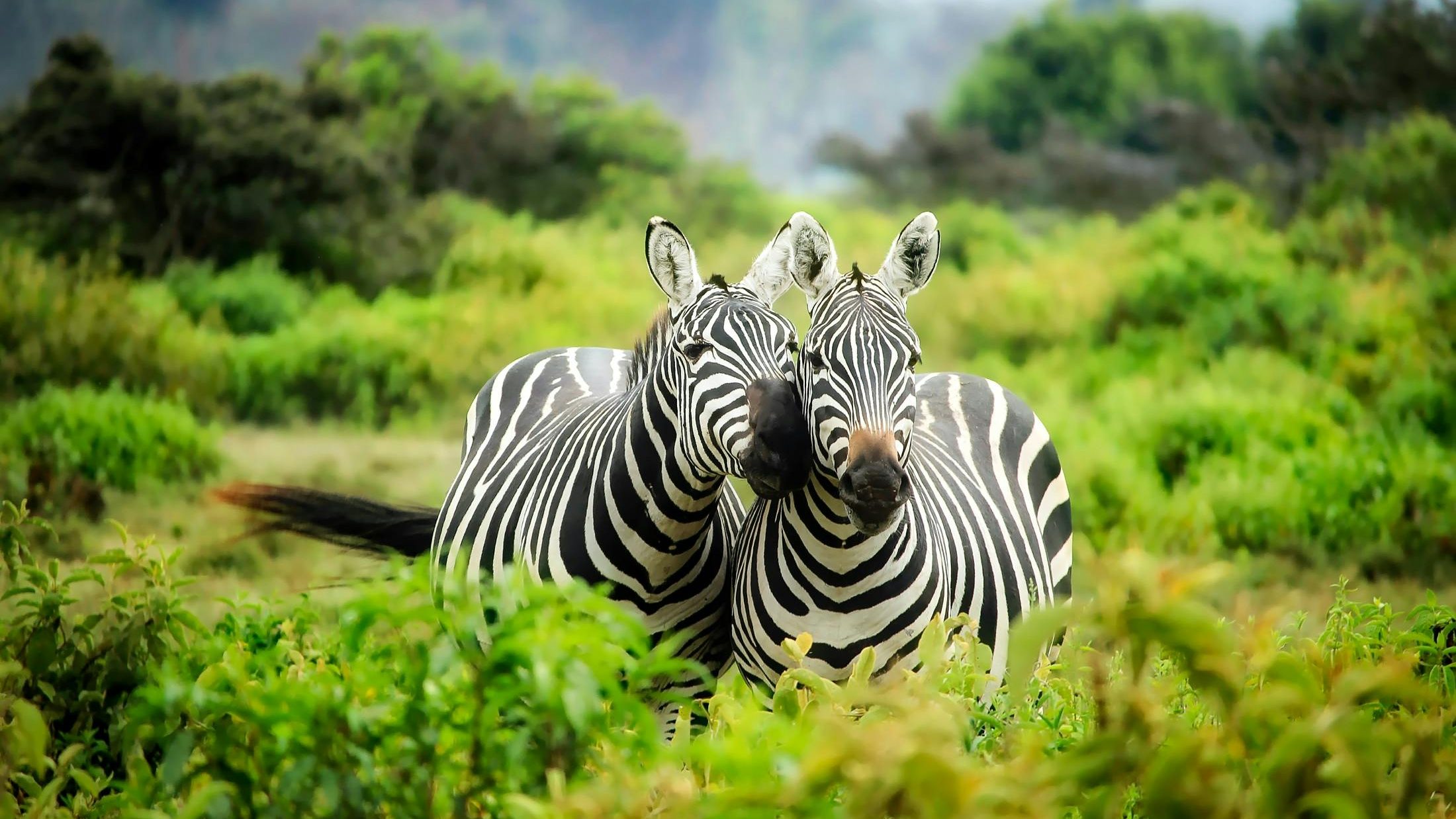 Zèbre safari