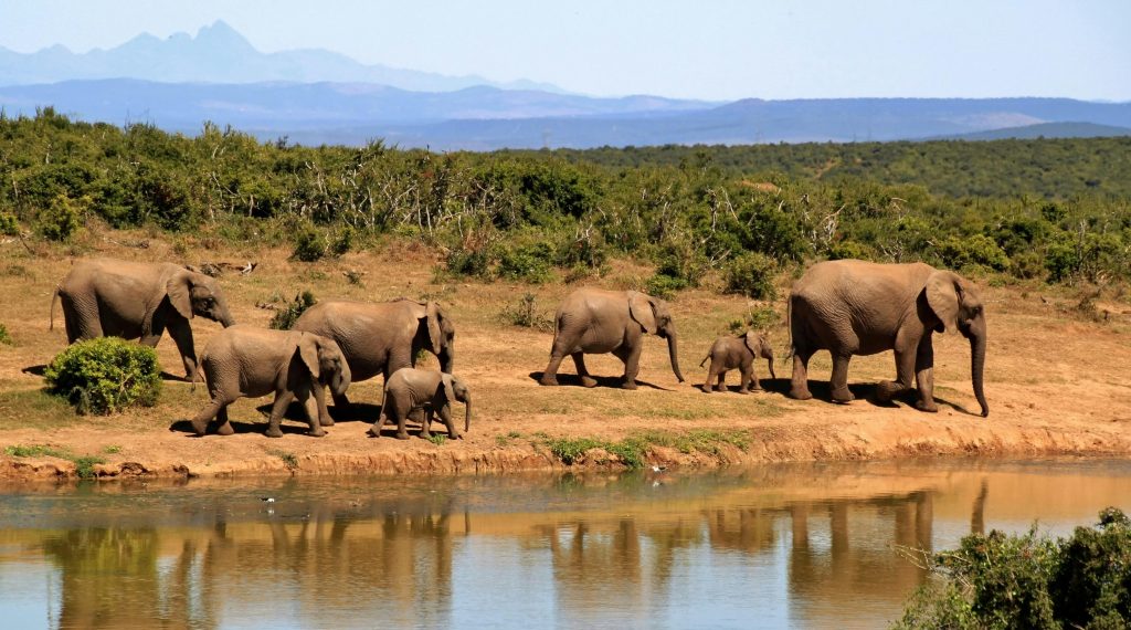 Éléphants Safari Afrique