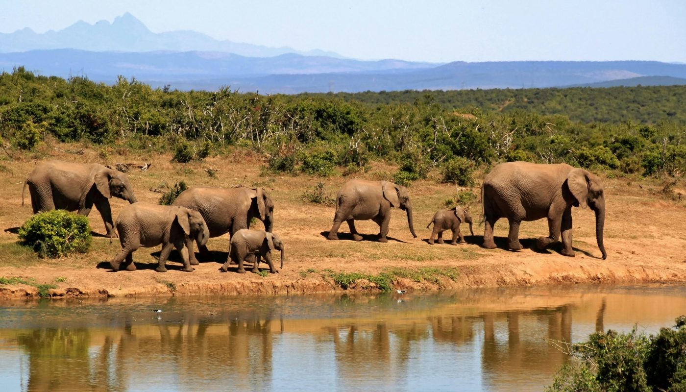 Éléphants Safari Afrique