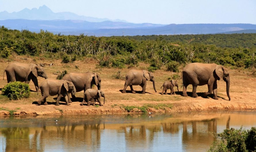 L&rsquo;exploration : Comment organiser un safari ou une expédition ?